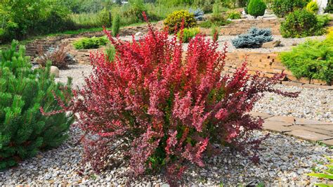 plante burberry|which barberry shrubs are evergreen.